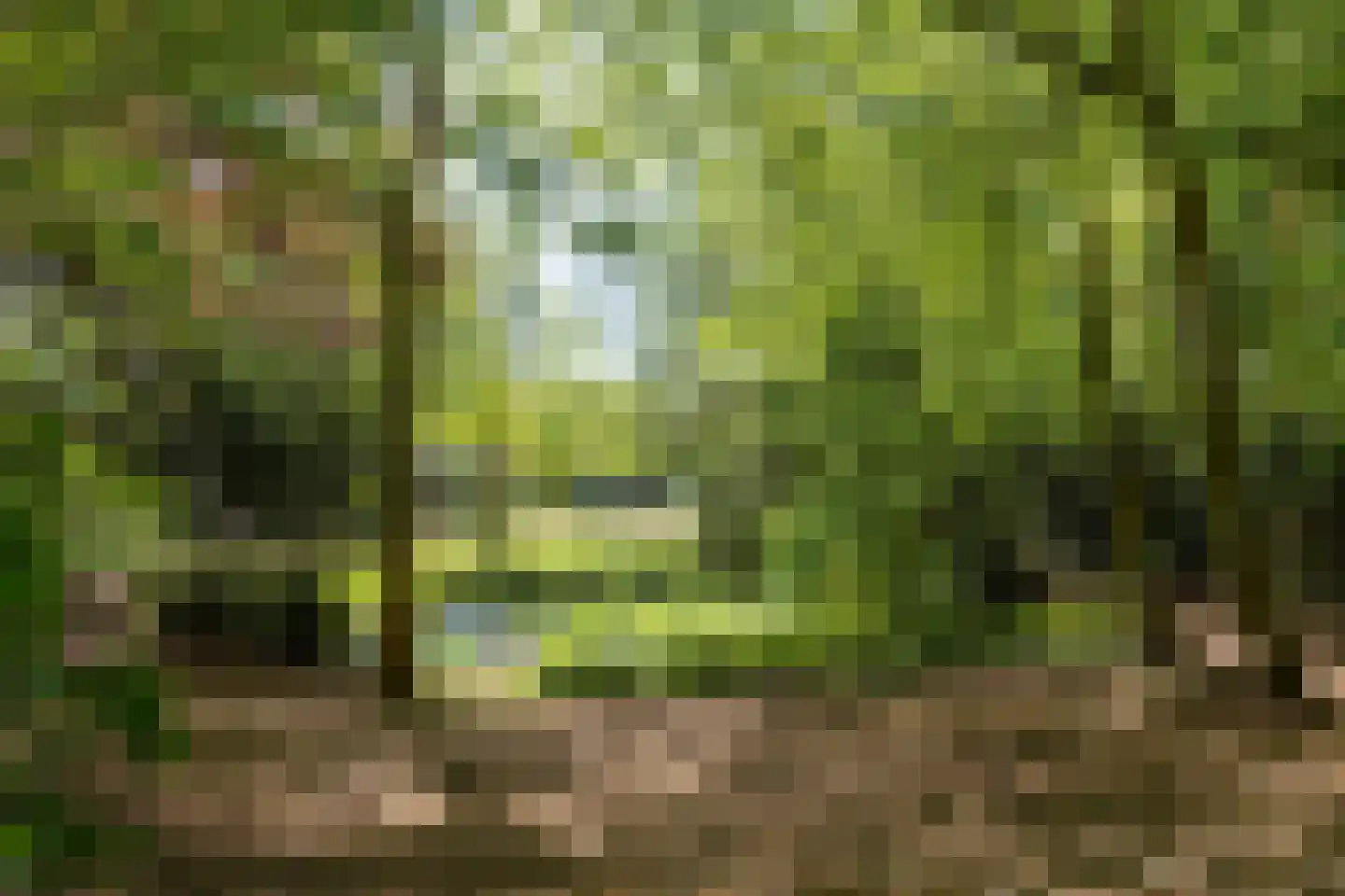 De Rietzanger 6 Sint-Michielsgestel thumbnail 6