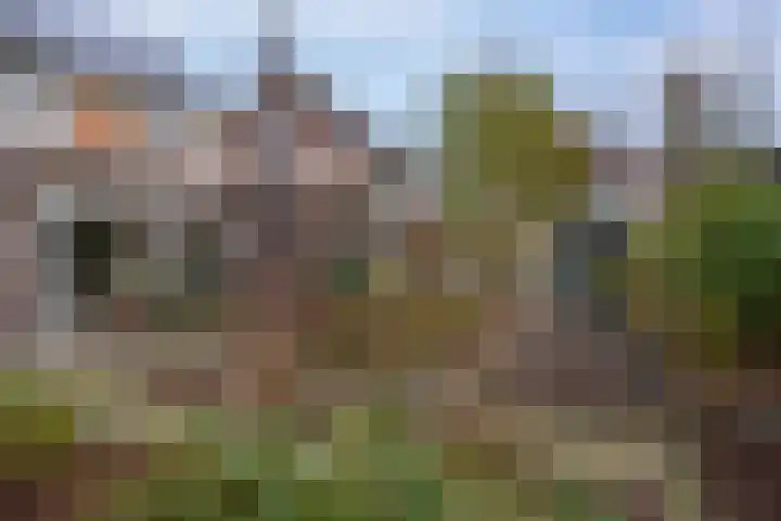 De Rietzanger 8 Sint-Michielsgestel thumbnail 30