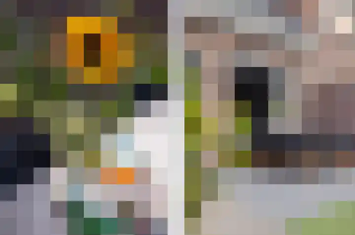 de Rijt 3 Reusel thumbnail 29