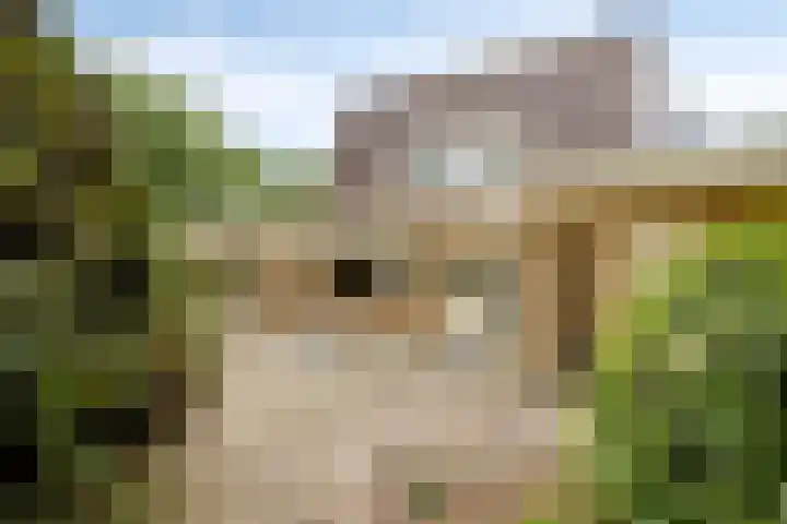 de Rik 6 b Tinte thumbnail 27