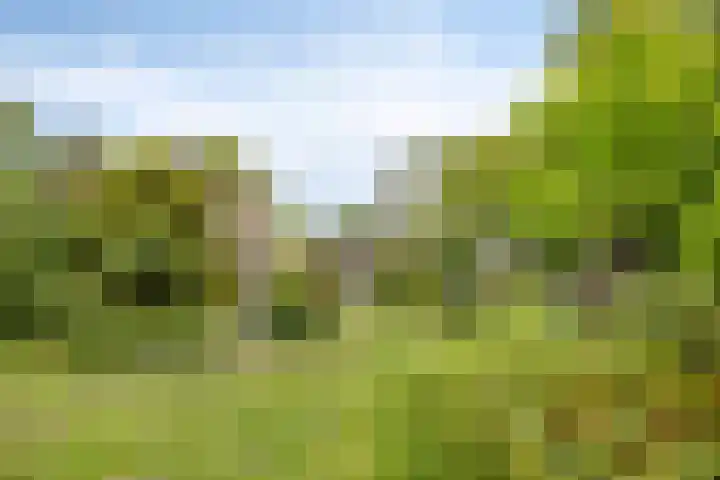 de Rik 6 b Tinte thumbnail 30