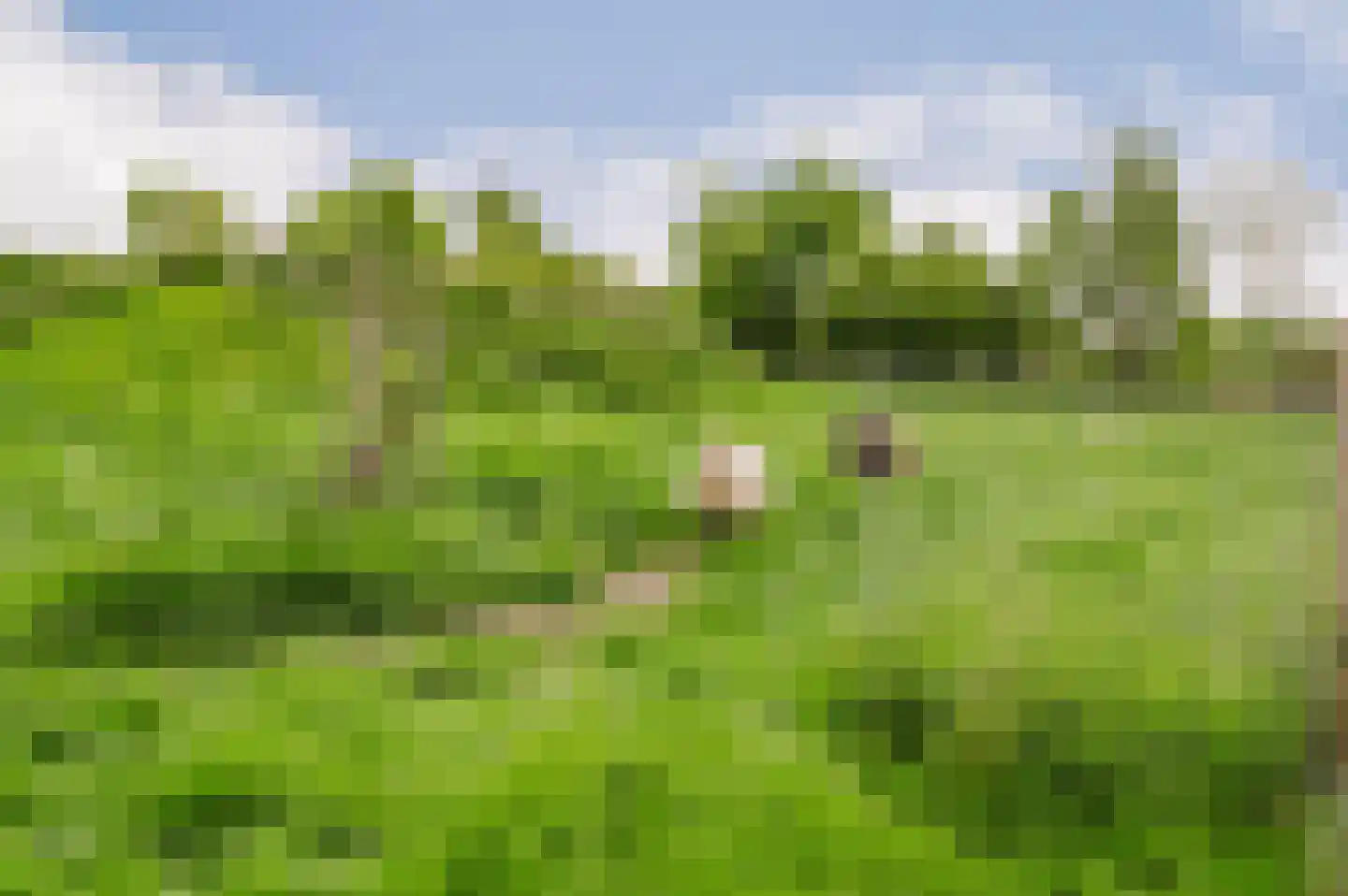 De Ripen 16 Nij Beets thumbnail 43