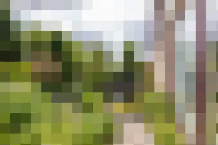 de Rippert 34 Holwierde thumbnail 13