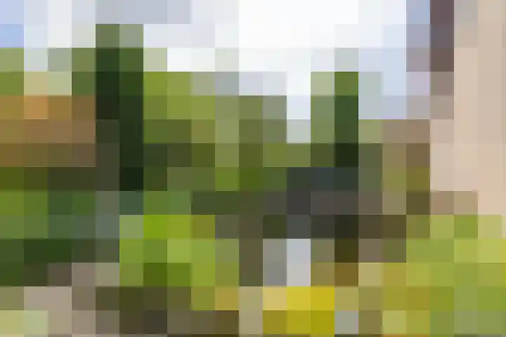 de Rippert 34 Holwierde thumbnail 14