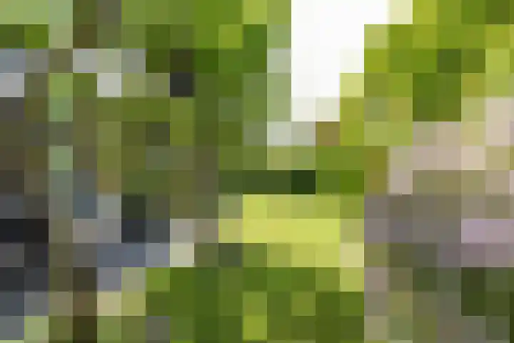 de Rippert 34 Holwierde thumbnail 65