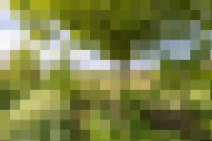 de Rippert 34 Holwierde thumbnail 67