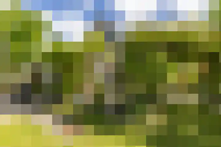 de Rippert 34 Holwierde thumbnail 69