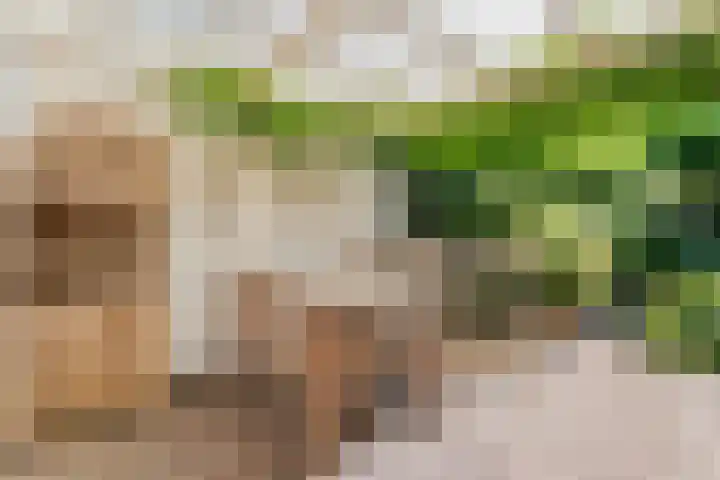 De Roerdomp 12 Dedemsvaart thumbnail 35