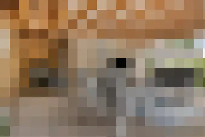de Roerdomp 42 Denekamp thumbnail 41