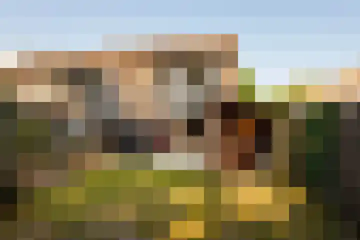 de Roos 21 Hoogerheide thumbnail 23