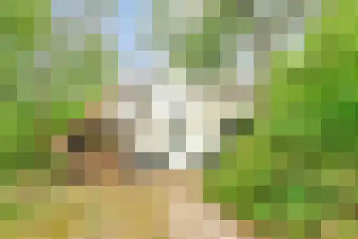 De Rug 3 164 Lauwersoog thumbnail 5
