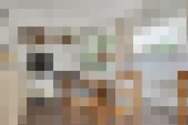 de Ruiser 32 Biggekerke thumbnail 28