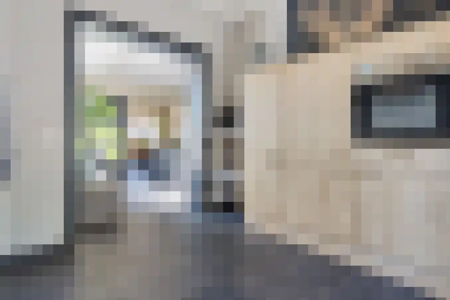 De Rusken 38 Frieschepalen thumbnail 16
