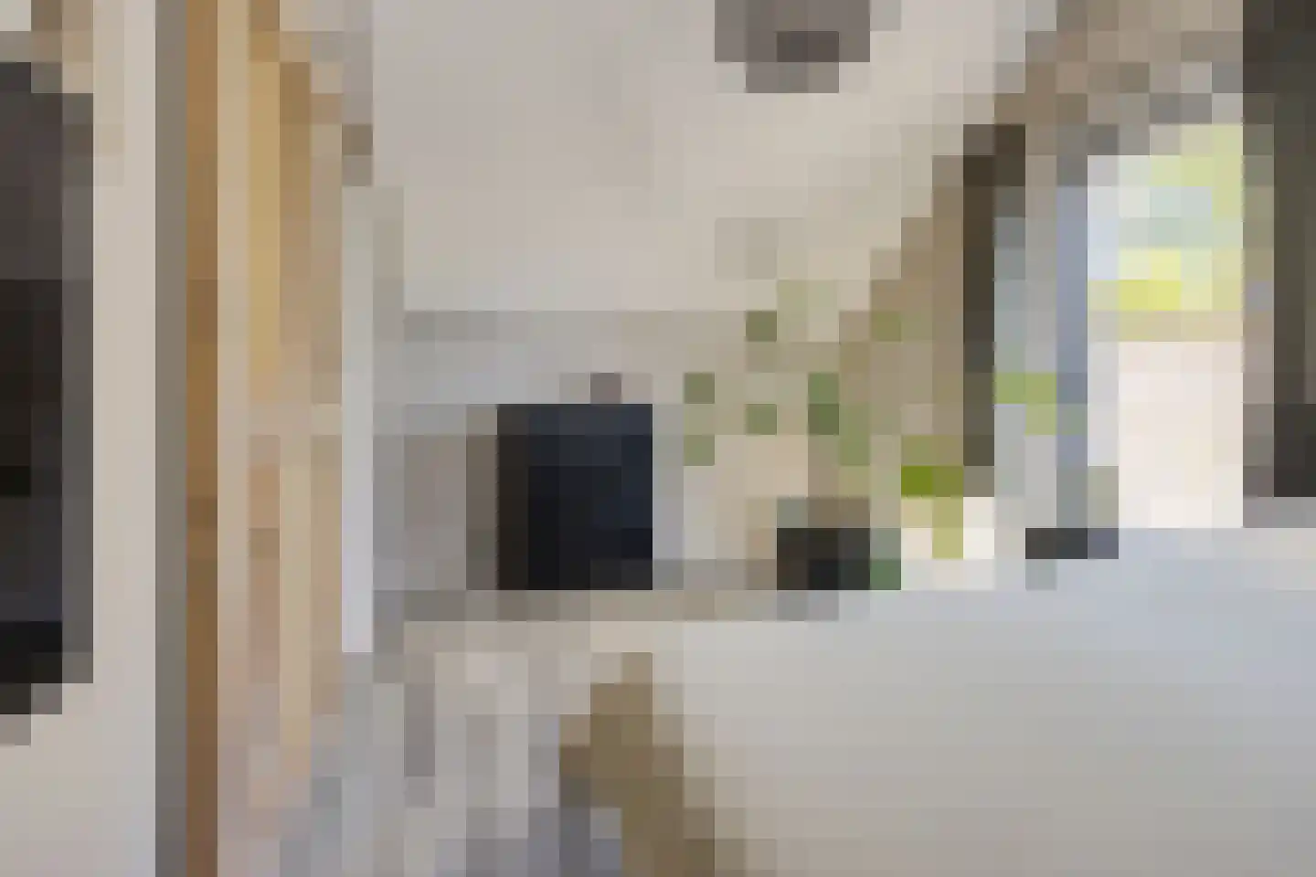 De Rusken 38 Frieschepalen thumbnail 25