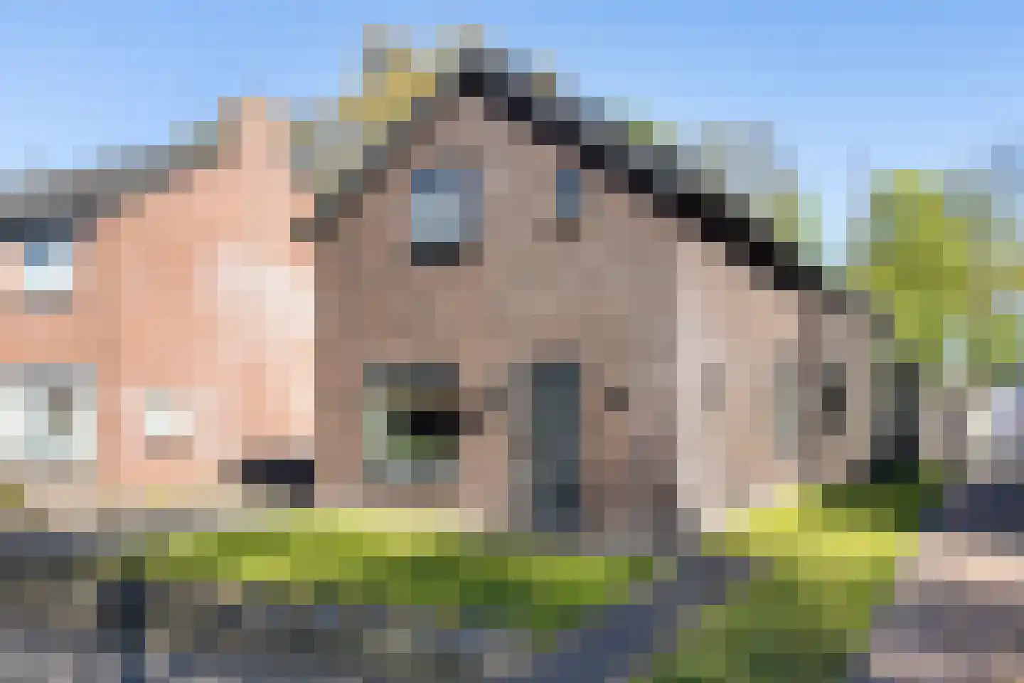 De Rusken 38 Frieschepalen thumbnail 43