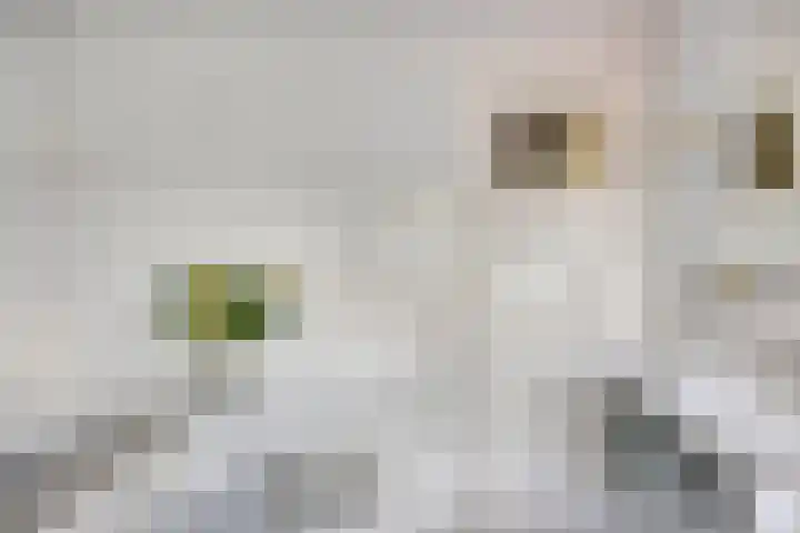 De Savornin Lohmanlaan 14 Barneveld thumbnail 19