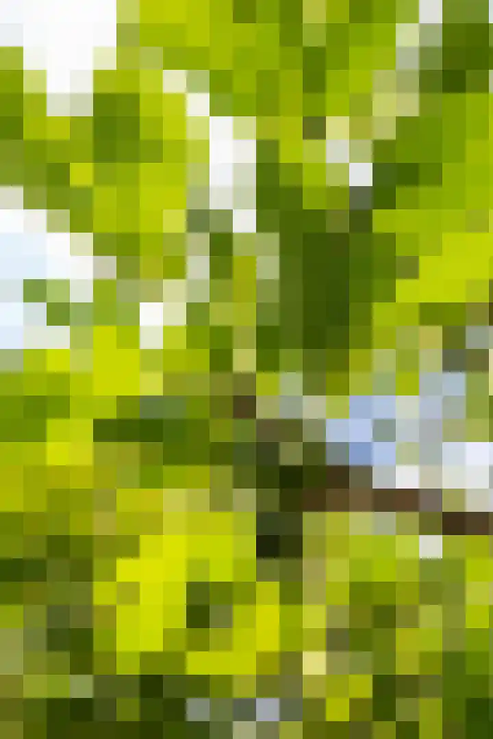 De Savornin Lohmanlaan 37 Groningen thumbnail 38