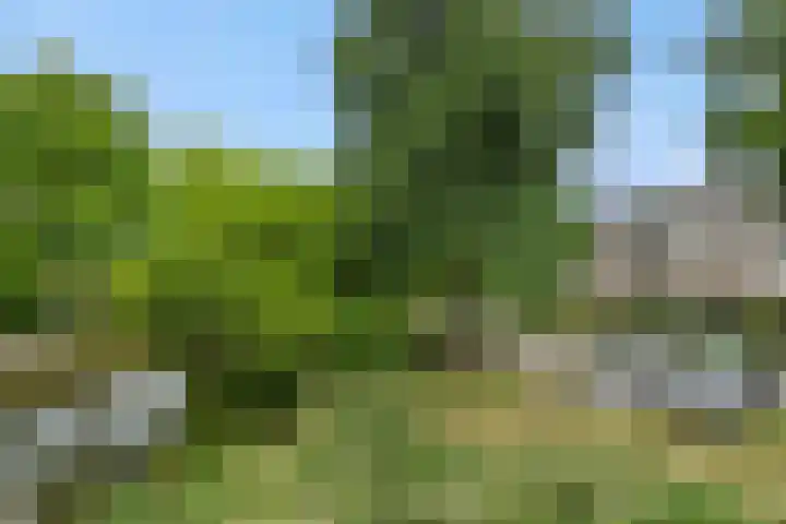 de Savornin Lohmanstraat 26 's-Hertogenbosch thumbnail 32