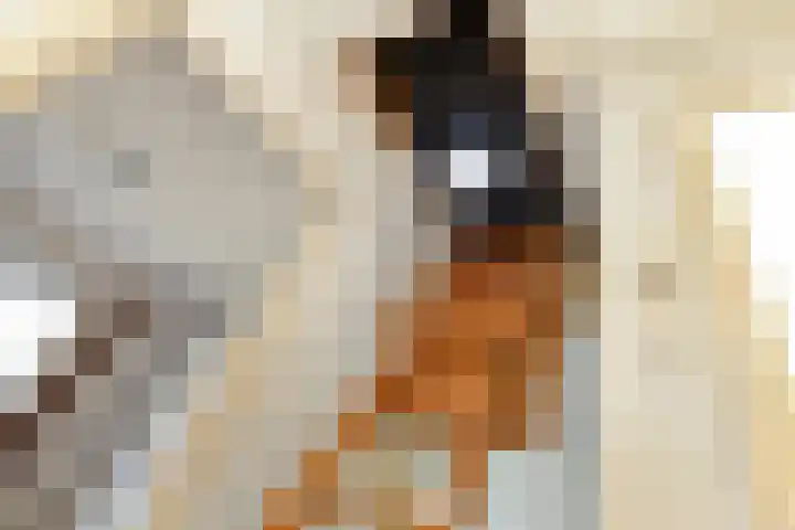 De Savornin Lohmanstraat 3 Elst thumbnail 30