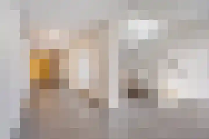 De Schakel 49 Best thumbnail 11