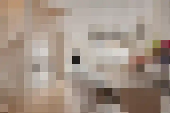 De Schakel 49 Best thumbnail 17
