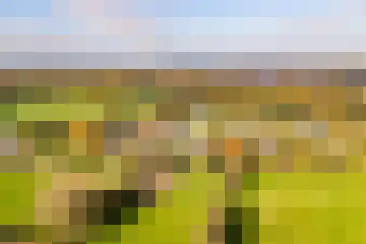 de Schammelte 6 Ommen thumbnail 41