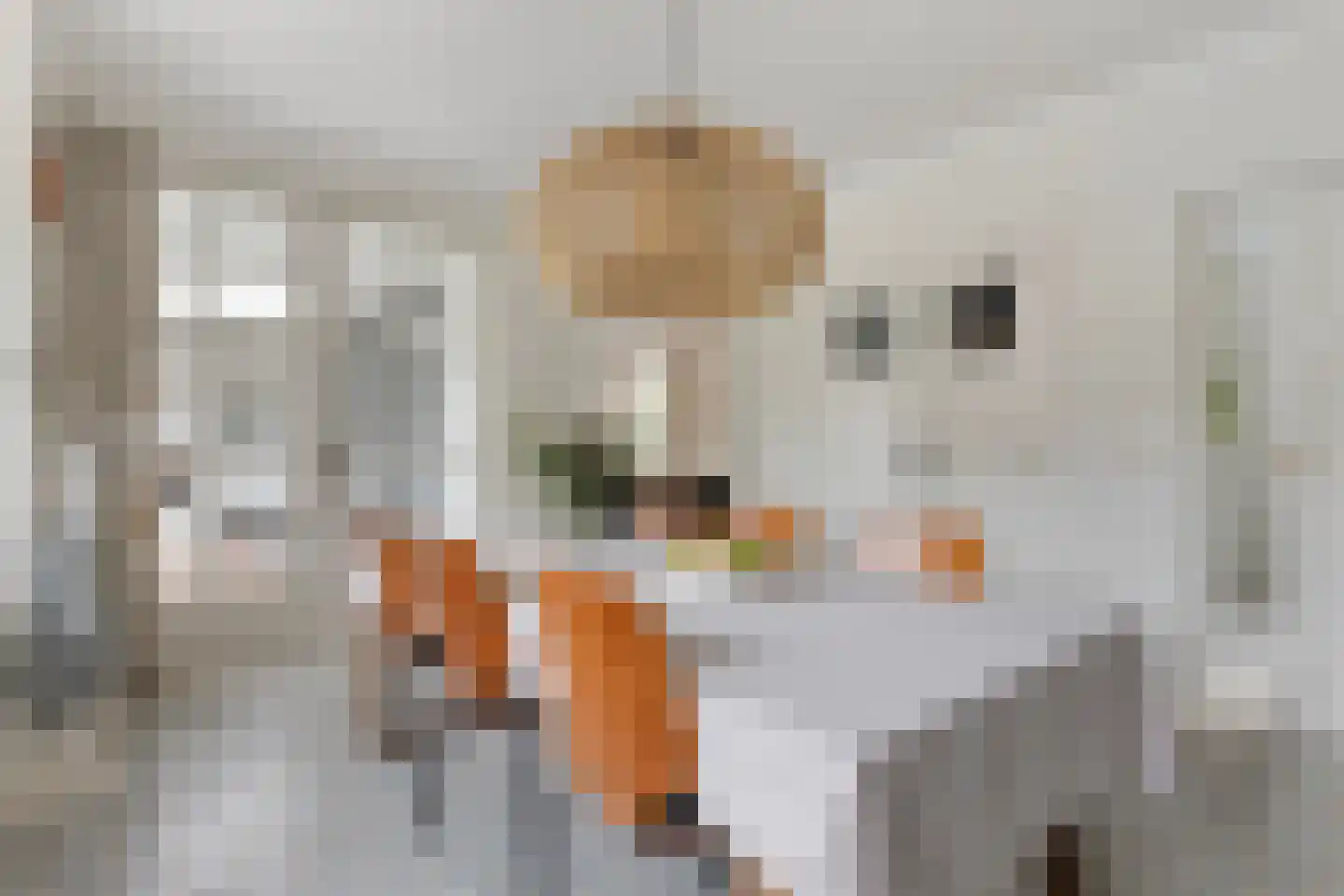 De Schans 20 Haps thumbnail 17