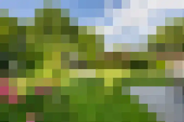 De Scheifelaar 14 Veghel thumbnail 41