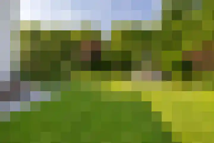 De Scheifelaar 14 Veghel thumbnail 44