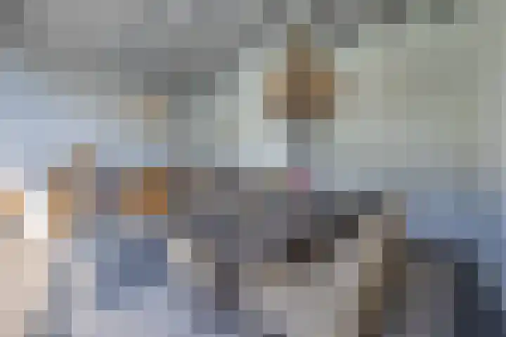 De Scheifelaar 14 Veghel thumbnail 50