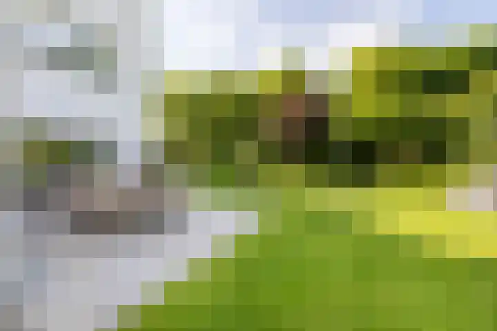 De Scheifelaar 14 Veghel thumbnail 53