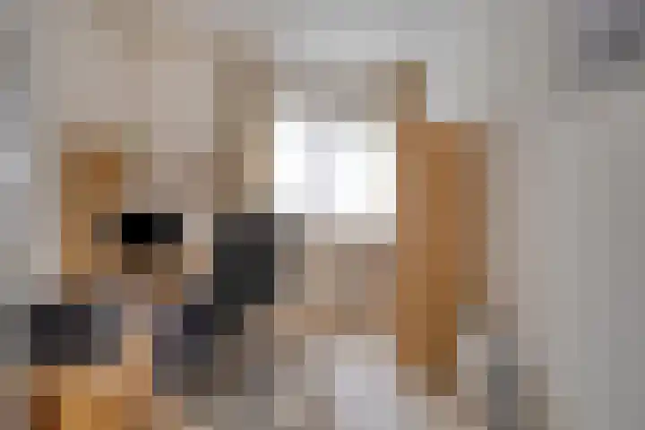 De Scheifelaar 145 Veghel thumbnail 23