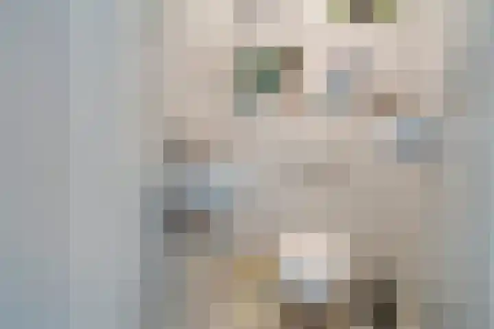 De Scheifelaar 145 Veghel thumbnail 26