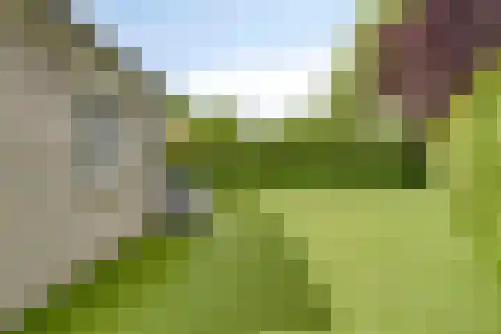 De Scheifelaar 145 Veghel thumbnail 32