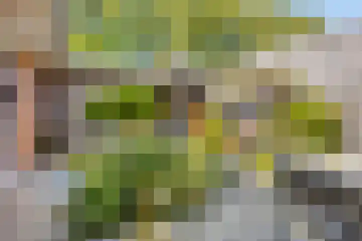 De Scheifelaar 307 Veghel thumbnail 37