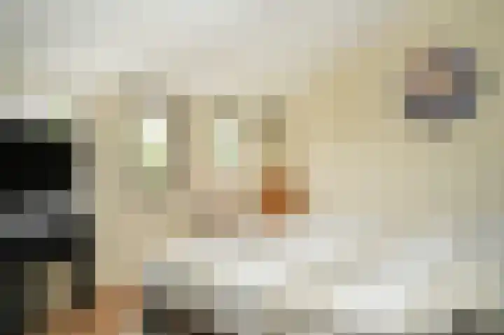De Scheifelaar 335 Veghel thumbnail 23