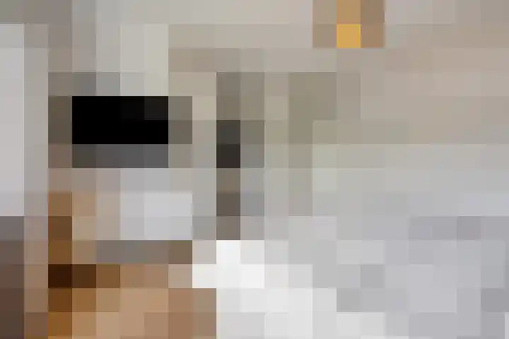 De Scheifelaar 402 Veghel thumbnail 20