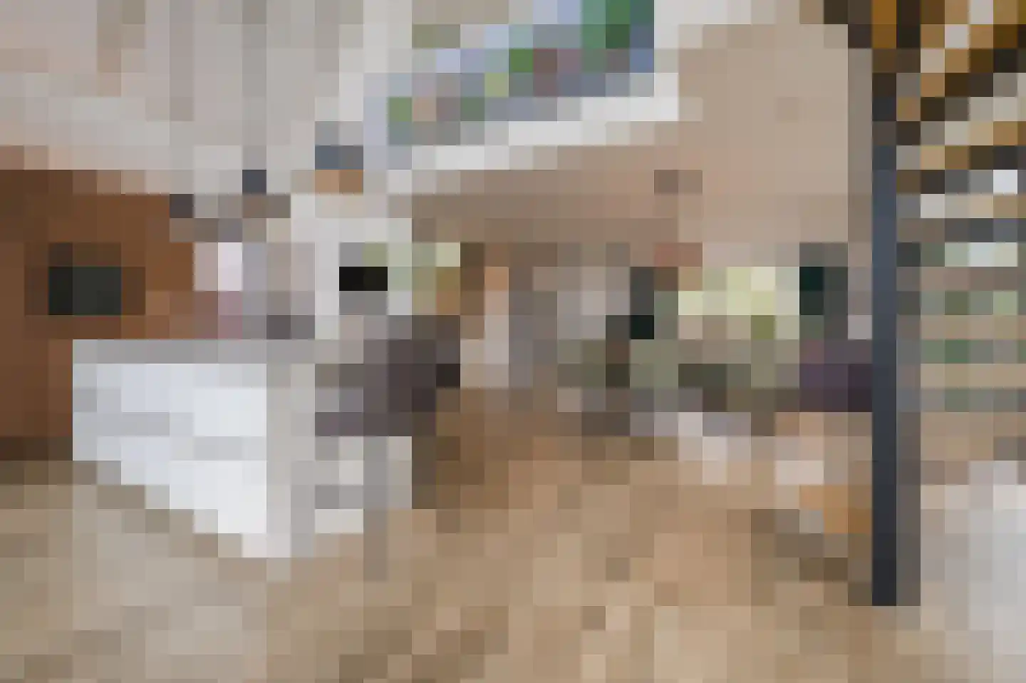 De Scheifelaar 503 A Veghel thumbnail 4