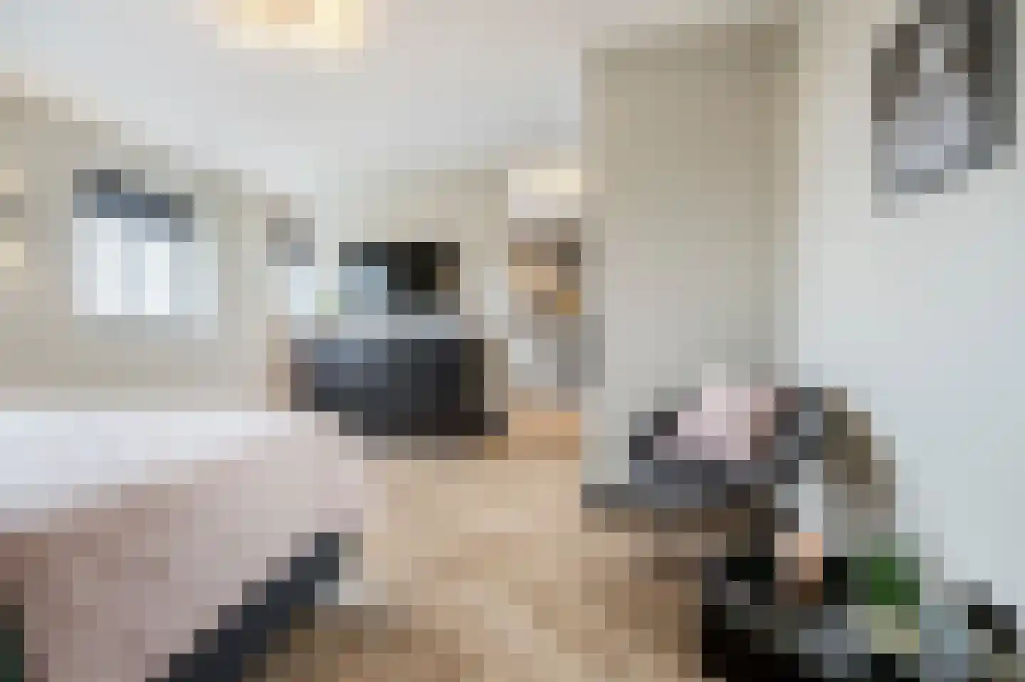 De Scheifelaar 538 Veghel thumbnail 38