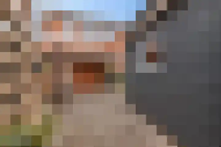 De Schelp 6 Holwierde thumbnail 18