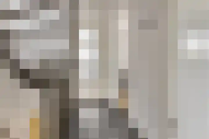 De Schelp 6 Holwierde thumbnail 39