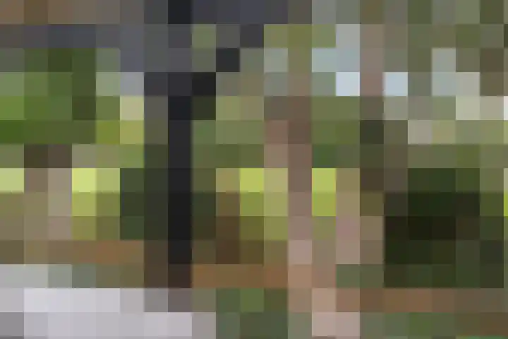De Schie 58 Naaldwijk thumbnail 11