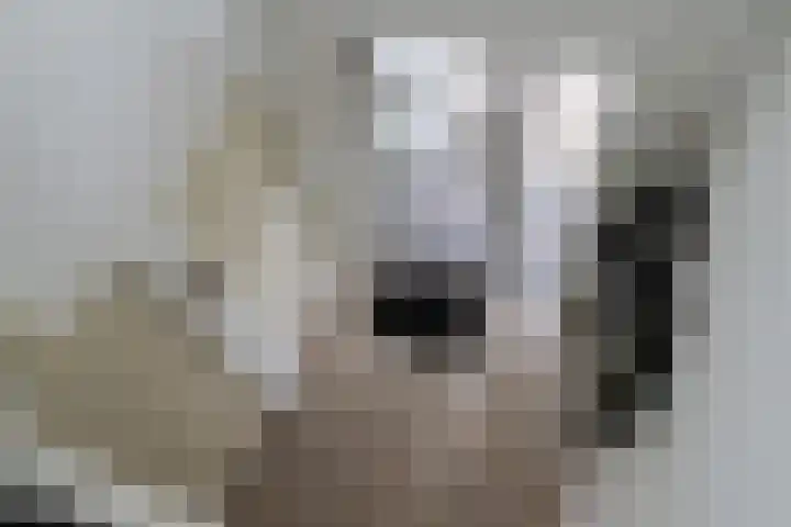 De Scholekster 5 A Harlingen thumbnail 37