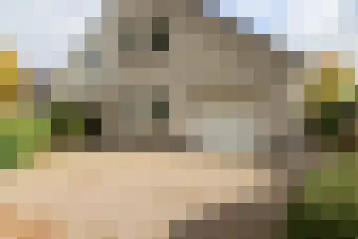 De Scholekster 5 A Harlingen thumbnail 8