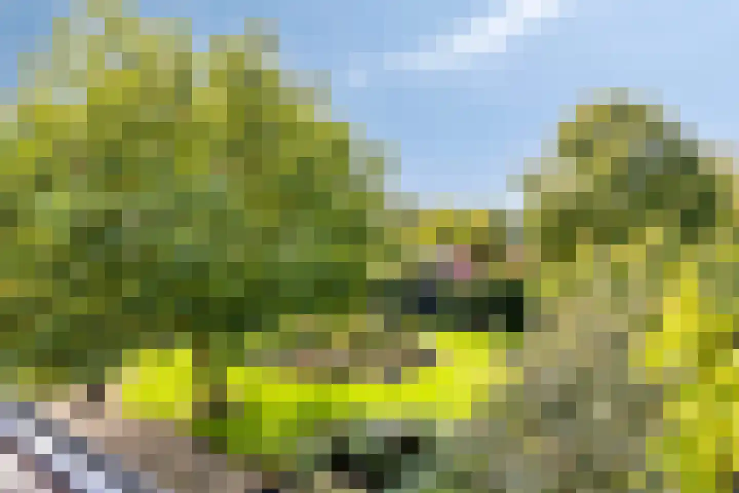 de Schop 30 Lieshout thumbnail 5