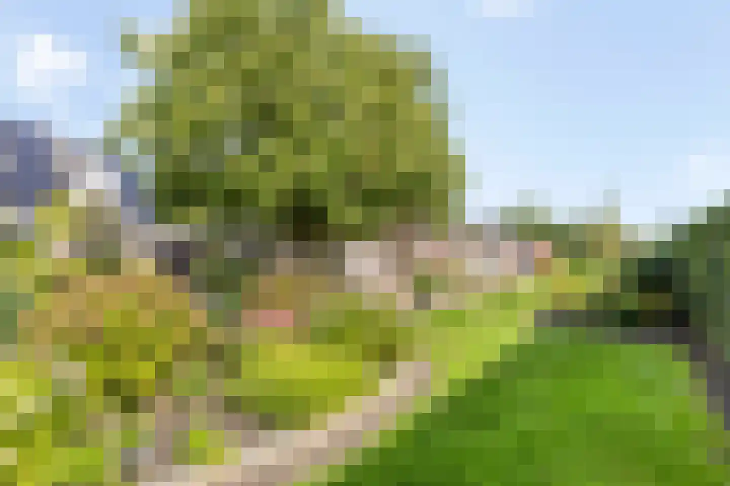 de Schop 30 Lieshout thumbnail 55