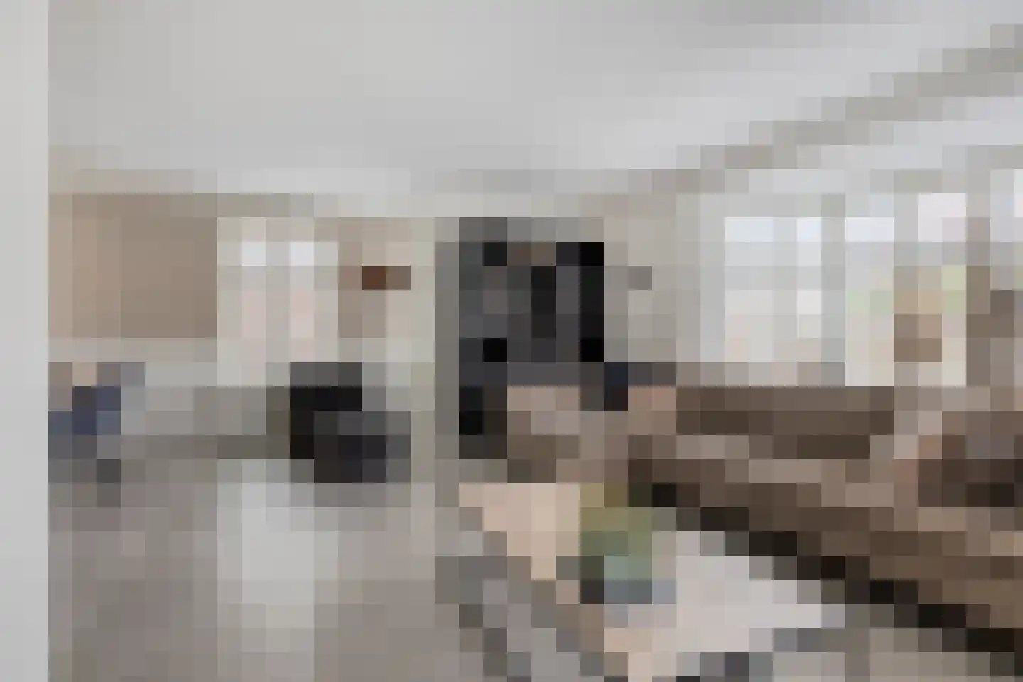 de Schop 42 Lieshout thumbnail 18