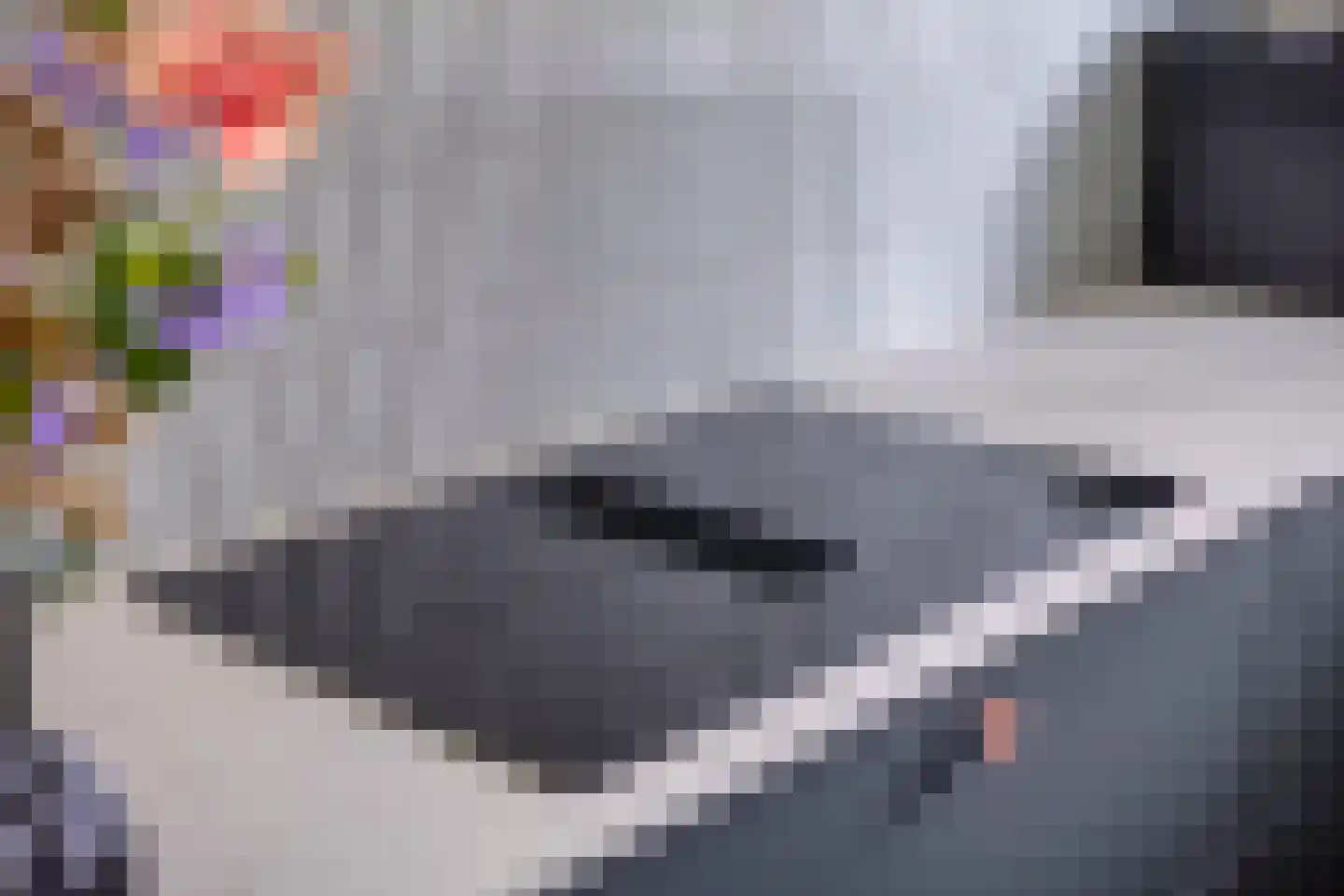 De Schotte 3 Best thumbnail 17