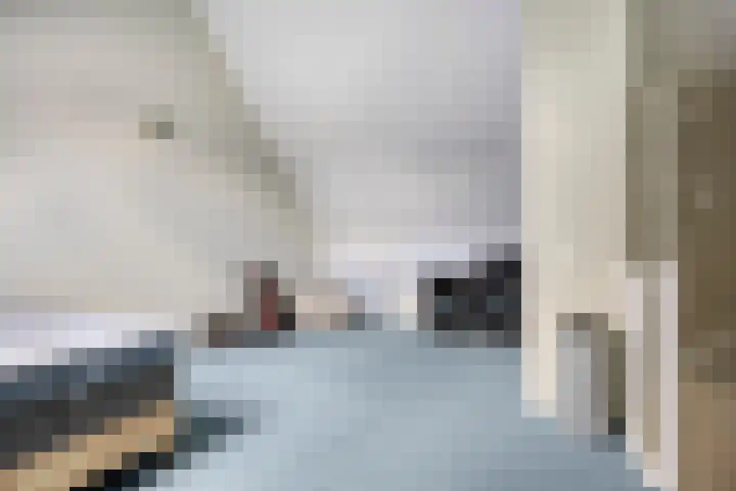De Schotte 3 Best thumbnail 27