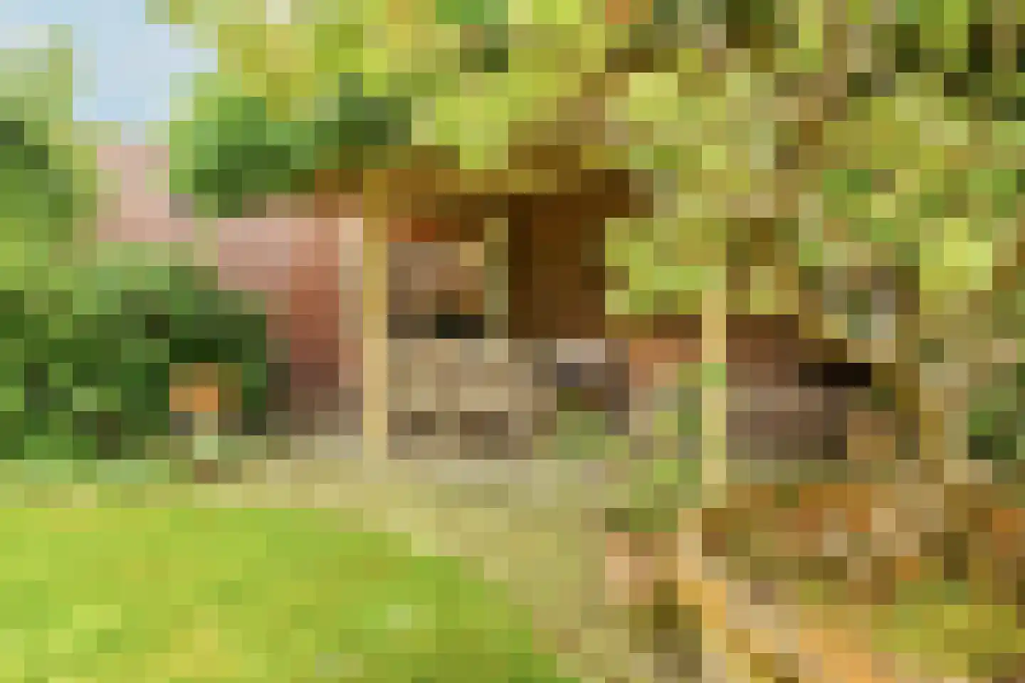 De Schout 3 Laren thumbnail 36